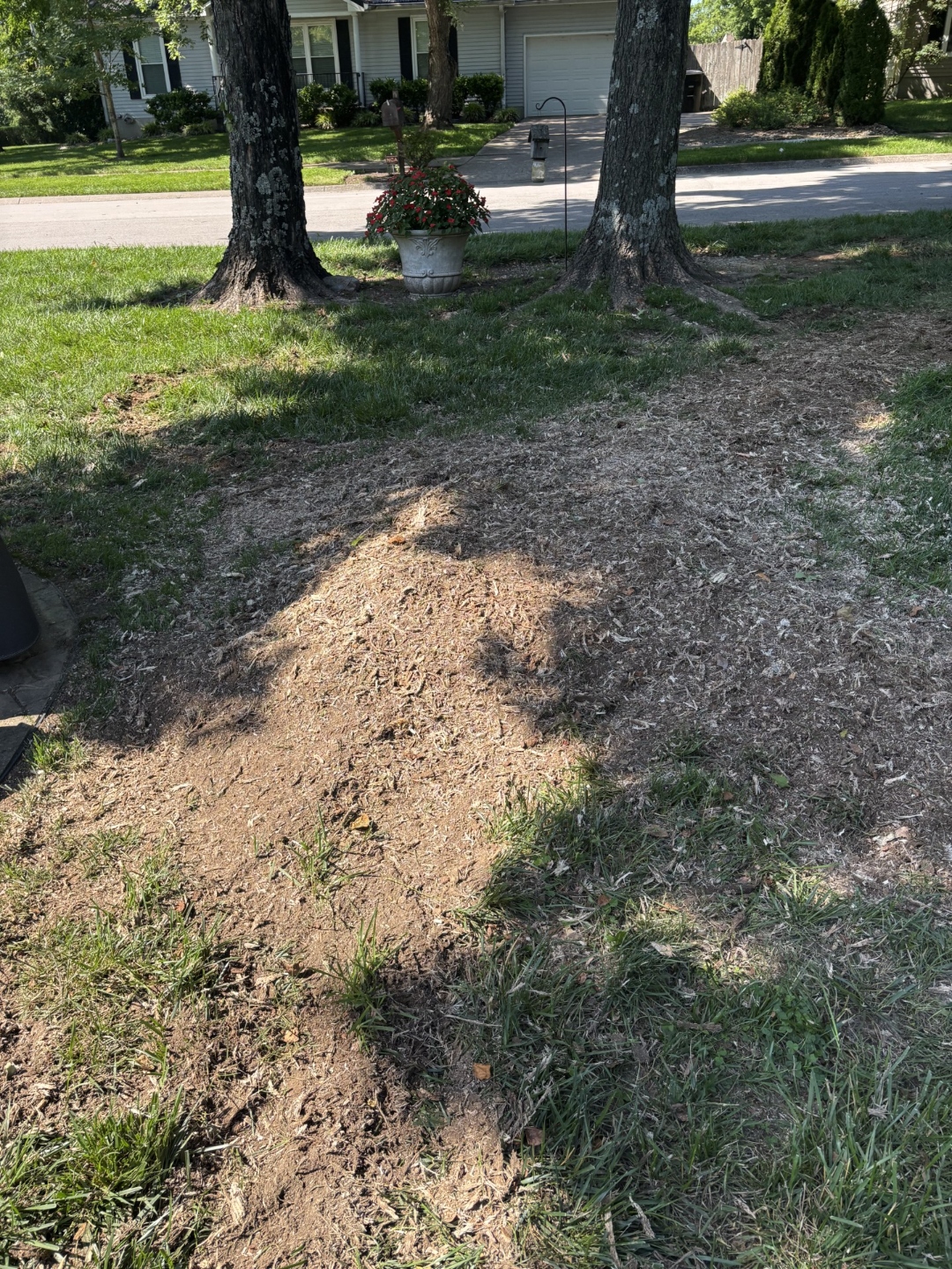 Front yard after stump grinding — clean and flat