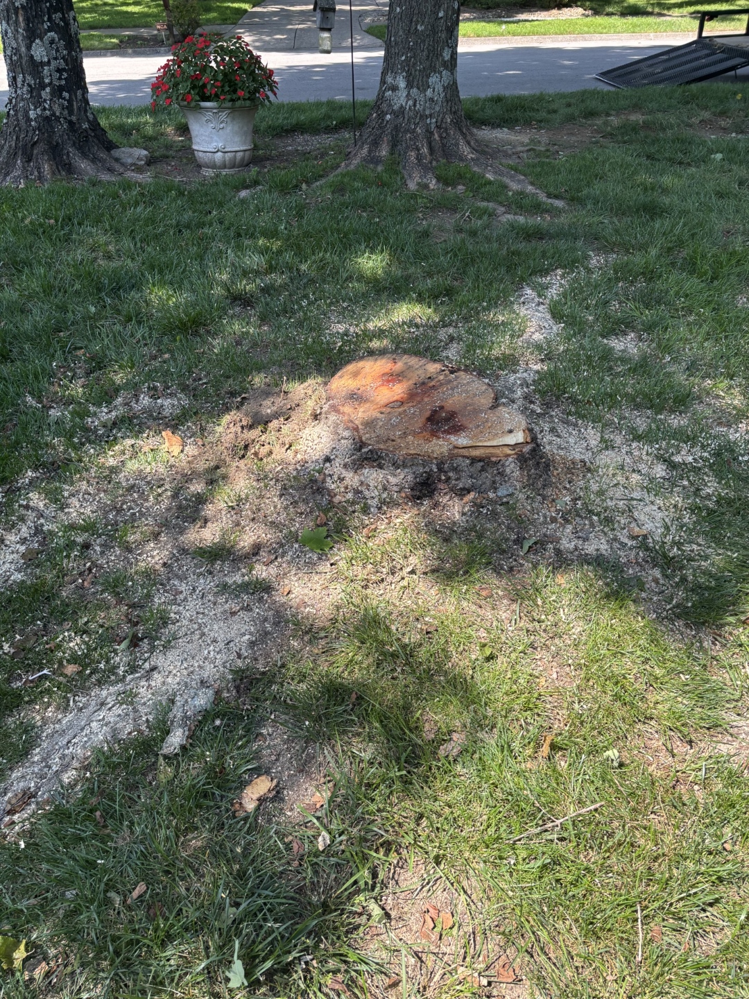 Tree stump in front yard before grinding