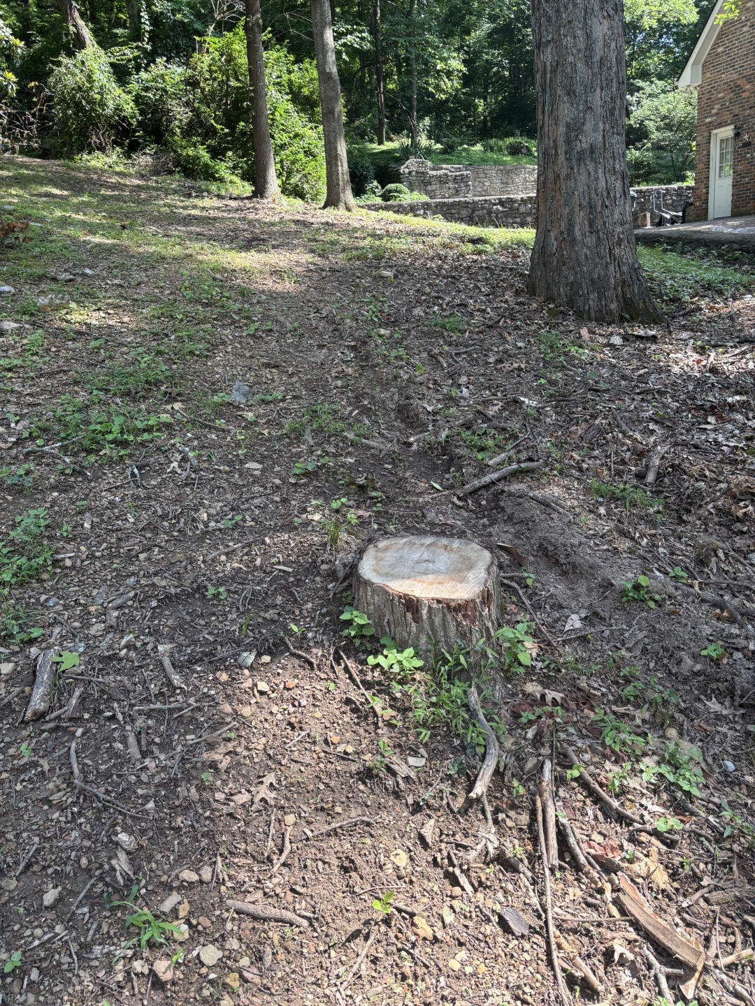 Stump in wooded yard before grinding