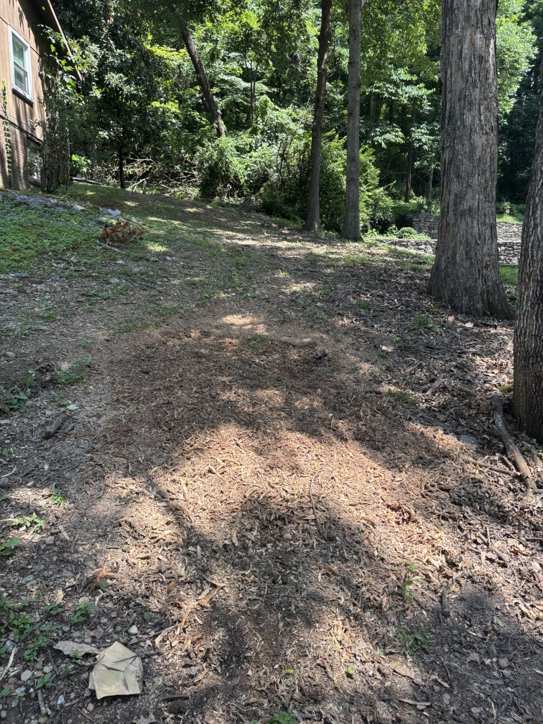 Wooded lot fully cleared after multiple stump grinding