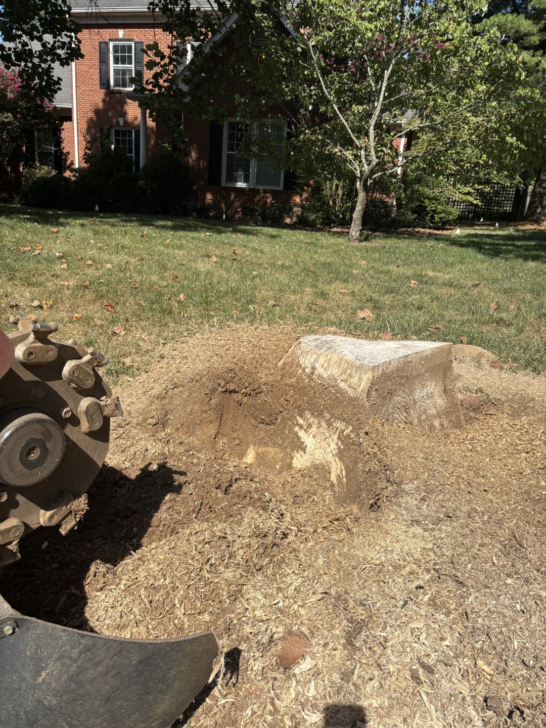 Toro stump grinder cutting large hackberry stump at residential property