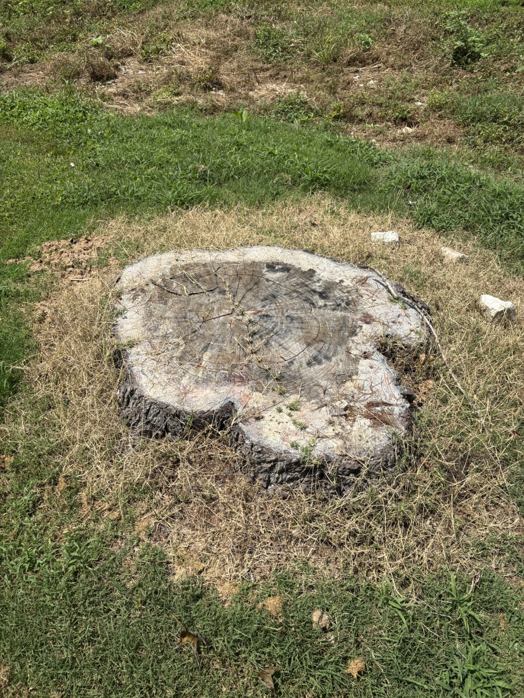 Large pine stump showing wood rings