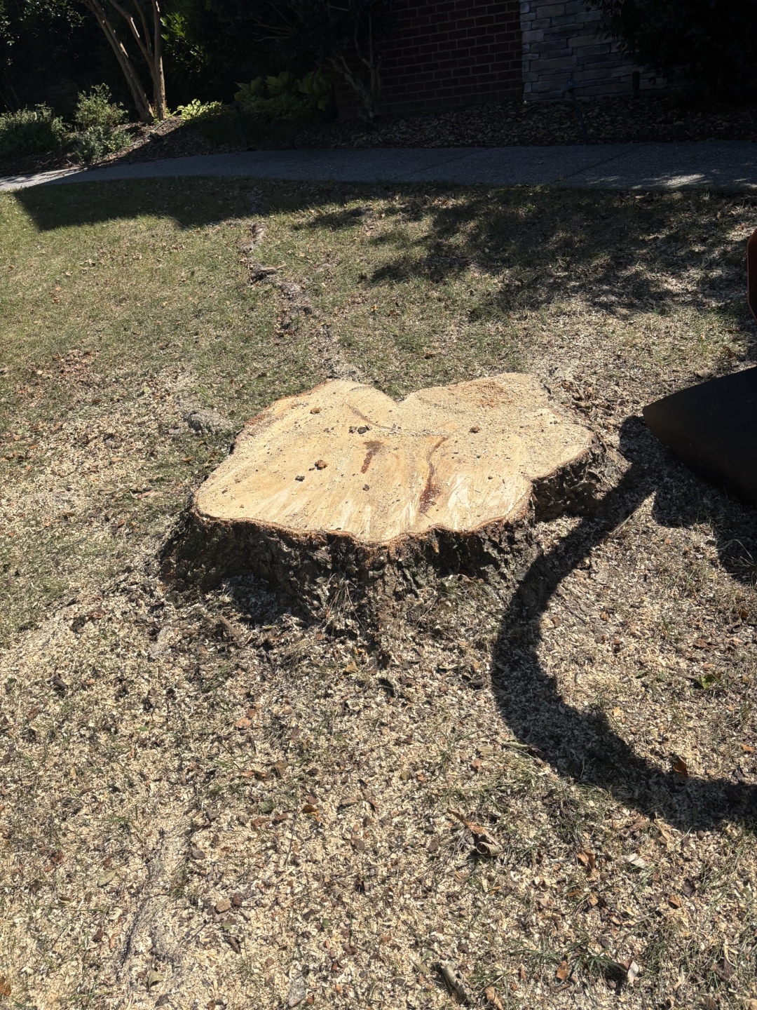 Large multi-trunk river birch stump before grinding